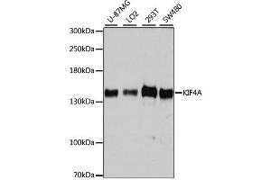 Western blot analysis of extracts of various cell lines, using KIF4A antibody. (KIF4A antibody  (AA 870-1080))