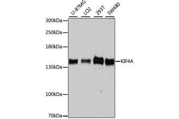 KIF4A Antikörper  (AA 870-1080)
