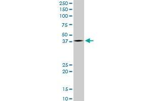 LHX4 monoclonal antibody (M05), clone 4D7. (LHX4 antibody  (AA 208-306))