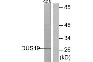 Western Blotting (WB) image for anti-Dual Specificity Phosphatase 19 (DUSP19) (Internal Region) antibody (ABIN1849829) (DUSP19 antibody  (Internal Region))