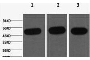 Western Blot analysis of 1) Hela, 2) Mouse kidney, 3) Rat heart using beta Tubulin Monoclonal Antibody at dilution of 1:5000. (TUBB antibody)