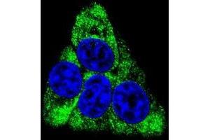 Confocal immunofluorescent analysis of BCKDHB Antibody (N-term)(Cat#AP50353PU-N) with Hela cell followed by Alexa Fluor 488-conjugated goat anti-rabbit lgG (green). (BCKDHB antibody  (N-Term))