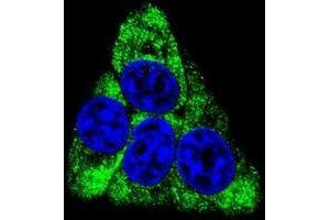 Confocal immunofluorescent analysis of BCKDHB Antibody (N-term)(Cat#AP50353PU-N) with Hela cell followed by Alexa Fluor 488-conjugated goat anti-rabbit lgG (green). (BCKDHB antibody  (N-Term))