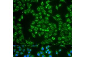 Immunofluorescence analysis of A549 cells using MAP4K3 Polyclonal Antibody (MAP4K3 antibody)