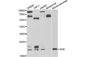 Western blot analysis of extracts of various cell lines, using AGA antibody (ABIN5973763) at 1/1000 dilution. (AGA antibody)