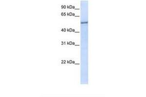 Image no. 1 for anti-Eukaryotic Translation Initiation Factor 2, Subunit 3 Gamma, 52kDa (EIF2S3) (N-Term) antibody (ABIN6738205) (EIF2S3 antibody  (N-Term))
