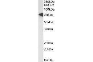 Western Blotting (WB) image for anti-Transcription Factor 3 (E2A Immunoglobulin Enhancer Binding Factors E12/E47) (TCF3) (Internal Region) antibody (Biotin) (ABIN5539886)