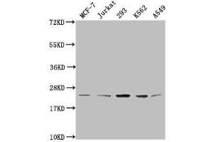 Western Blot Positive WB detected in: MCF-7 whole cell lysate, Jurkat whole cell lysate, 293 whole cell lysate, K562 whole cell lysate, A549 whole cell lysate All lanes: HIST1H1C antibody at 1:2000 Secondary Goat polyclonal to rabbit IgG at 1/40000 dilution Predicted band size: 22 kDa Observed band size: 22 kDa (HIST1H1C antibody  (meLys96))