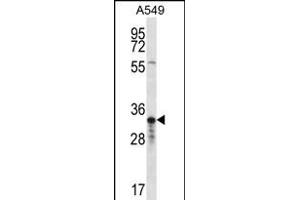 OR4F5 Antibody (N-term) (ABIN656254 and ABIN2845570) western blot analysis in A549 cell line lysates (35 μg/lane).