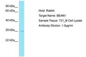 Image no. 1 for anti-Brain Expressed, Associated with NEDD4, 1 (BEAN1) (AA 163-212) antibody (ABIN6750762) (BEAN1 antibody  (AA 163-212))