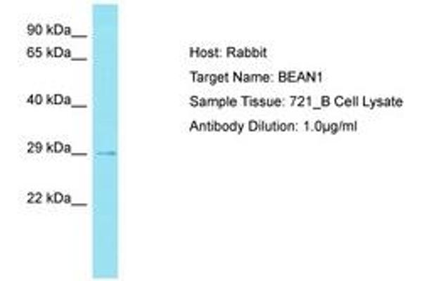 BEAN1 anticorps  (AA 163-212)