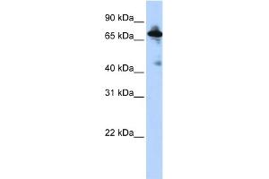 WB Suggested Anti-SLC9A8 Antibody Titration:  0. (NHE8 antibody  (Middle Region))