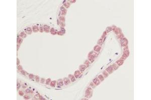 Image no. 1 for anti-Fibroblast Growth Factor 7 (FGF7) antibody (ABIN465624) (FGF7 antibody)