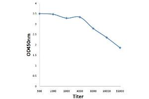 Antigen: 0. (CRLF2 antibody  (AA 81-180))