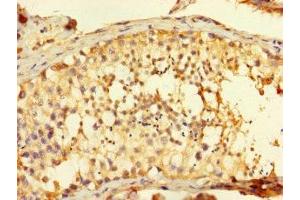 Immunohistochemistry of paraffin-embedded human testis tissue using ABIN7165534 at dilution of 1:100