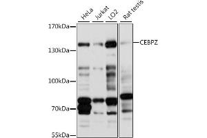 Western blot analysis of extracts of various cell lines, using CEBPZ antibody (ABIN7266162) at 1:1000 dilution. (CEBPZ antibody  (AA 1-230))