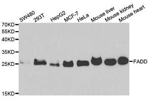 Western blot analysis of extracts of various cell lines, using FADD antibody. (FADD antibody)