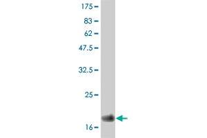 Western Blot detection against Immunogen (19. (IFNA2 antibody  (AA 24-188))