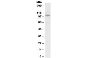 Western blot testing of rat liver lysate with PEX6 antibody at 0. (PEX6 antibody)