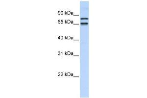 PHF20L1 antibody used at 0. (PHF20L1 antibody  (N-Term))