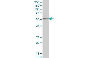 CORO1A monoclonal antibody (M01), clone 4G10 Western Blot analysis of CORO1A expression in K-562 . (Coronin 1a antibody  (AA 360-461))