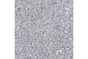 Immunohistochemical staining of human exocrine pancreas with PCNT polyclonal antibody  shows spot-like perinuclear positivity. (PCNT antibody)