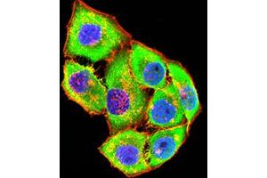 Immunofluorescence analysis of Hela cells using GRIK4 mouse mAb (green). (GRIK4 antibody  (AA 21-166))