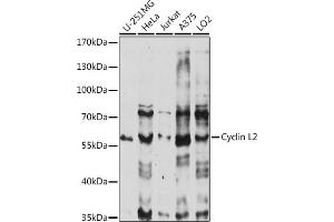 Western blot analysis of extracts of various cell lines, using Cyclin L2 antibody (ABIN7266571) at 1:1000 dilution. (Cyclin L2 antibody  (AA 60-150))
