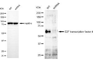 anti-E2F Transcription Factor 4, P107/p130-Binding (E2F4) antibody