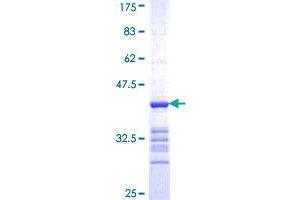 Image no. 1 for Semaphorin 4G (SEMA4G) (AA 24-115) protein (GST tag) (ABIN1319486)