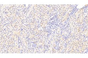 Detection of CREG1 in Human Kidney Tissue using Polyclonal Antibody to Cellular Repressor Of E1A Stimulated Genes 1 (CREG1) (CREG1 antibody  (AA 66-196))