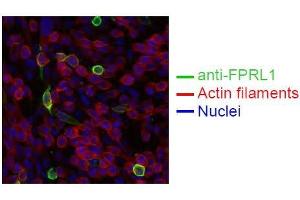 Spectral Confocal Microscopy of CHO cells using GM1-D6. (FPR2 antibody)