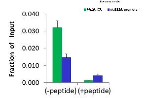 Chromatin Immunoprecipitation (ChIP) Using HIST2H2BF Antibody - N-terminal region (ARP56220_P050) and HCT116 Cells (HIST2H2BF antibody  (N-Term))