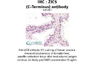 Image no. 1 for anti-Zinc Family Member 5 (ZIC5) (C-Term) antibody (ABIN1740919) (ZIC5 antibody  (C-Term))