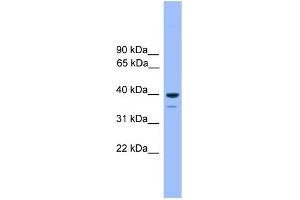 WB Suggested Anti-OR1C1 Antibody Titration: 1. (OR1C1 antibody  (C-Term))