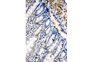 Anti-Lamin B2 antibody, IHC(P) IHC(P): Rat Intestine Tissue (Lamin B2 antibody  (C-Term))