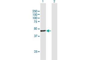 Western Blot analysis of JMJD5 expression in transfected 293T cell line by JMJD5 MaxPab polyclonal antibody.