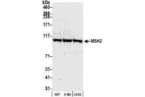 Western Blotting (WB) image for anti-Mismatch Repair Protein 2 (MSH2) (AA 1-50) antibody (ABIN7449896)