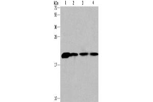 Western Blotting (WB) image for anti-Cyclophilin B (PPIB) antibody (ABIN2429846) (PPIB antibody)