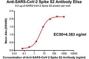 Elisa plate pre-coated by 2 μg/mL(100 μL/well) SARS-CoV-2 Spike S2 protein can bind Rabbit Anti-SARS-CoV-2 Spike S2 monoclonal antibody (clone:DM41) in a linear range of 0. (SARS-CoV-2 Spike antibody)