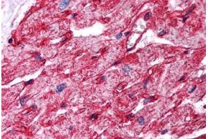 Human Heart (formalin-fixed, paraffin-embedded) stained with CAV1 antibody ABIN294089 at 2. (Caveolin-1 antibody  (AA 73-84))