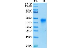 SDS-PAGE (SDS) image for Folate Receptor 1 (Adult) (FOLR1) (AA 25-233) protein (His-Avi Tag,Biotin) (ABIN7274668)