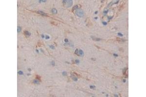 Figure. (DNAJC4 antibody  (AA 1-150))