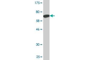 Western Blot detection against Immunogen (68. (ANGPTL5 antibody  (AA 1-388))