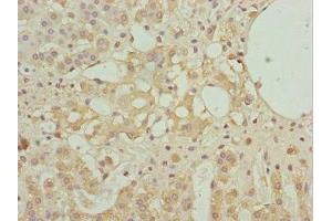 Immunohistochemistry of paraffin-embedded human adrenal gland tissue using ABIN7161608 at dilution of 1:100 (NINL antibody  (AA 1-190))