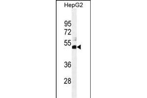 SPDYE1 Antibody (C-term) (ABIN655243 and ABIN2844846) western blot analysis in HepG2 cell line lysates (35 μg/lane). (SPDYE1 antibody  (C-Term))