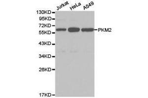 Western Blotting (WB) image for anti-Pyruvate Kinase M2 (PKM2) antibody (ABIN1874149) (PKM2 antibody)