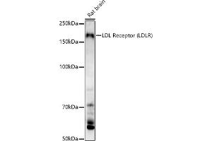Western blot analysis of extracts of Rat brain, using LDL Receptor (LDLR) antibody (ABIN7268296) at 1:1000 dilution.