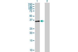 Western Blot analysis of SESN3 expression in transfected 293T cell line by SESN3 MaxPab polyclonal antibody. (SESN3 antibody  (AA 1-321))