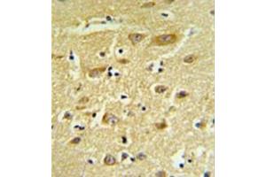 Immunohistochemistry analysis in formalin fixed and paraffin embedded human brain tissue reacted with  HIAT1 Antibody (C-term) followed which was peroxidase conjugated to the secondary antibody and followed by DAB staining. (HIAT1 antibody  (C-Term))